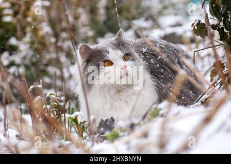 Young cat walking in the snow. Cat on snow in winter. Cat first sees winter. Surprised cat looking up. Stock Photo