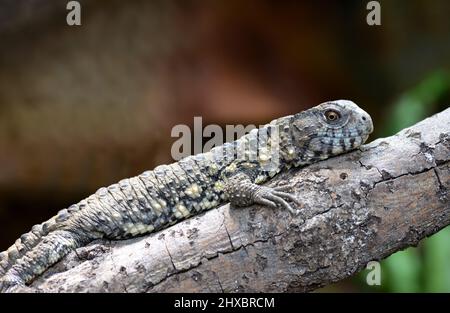 The Chinese crocodile lizard (Shinisaurus crocodilurus) on branch of tree. Stock Photo