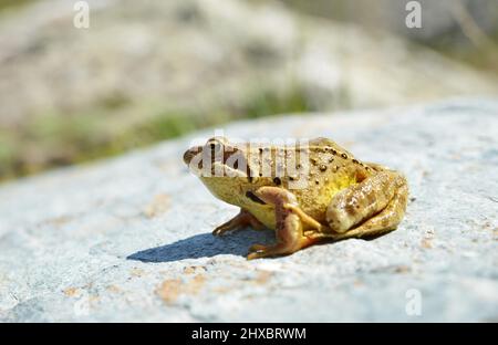 Common frog (Rana Temporaria) sitting on a stone. Stock Photo