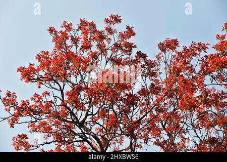 Dhaka, Bangladesh - March 11, 2022: Spring is now the king of seasons in nature. So nature is returning in a new form. Old leaves fall off and new lea Stock Photo