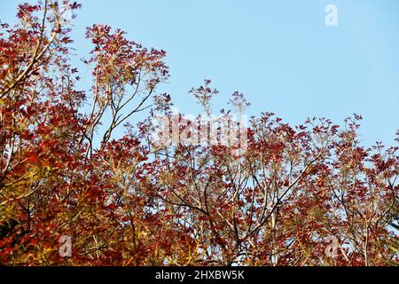 Dhaka, Bangladesh - March 11, 2022: Spring is now the king of seasons in nature. So nature is returning in a new form. Old leaves fall off and new lea Stock Photo