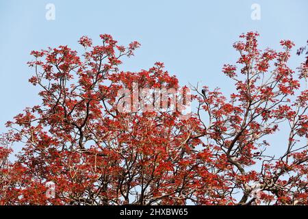 Dhaka, Bangladesh - March 11, 2022: Spring is now the king of seasons in nature. So nature is returning in a new form. Old leaves fall off and new lea Stock Photo