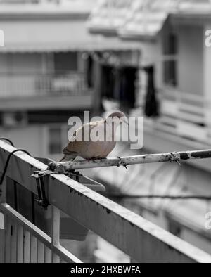 Eurasian Collared Dove on a metal fence Stock Photo