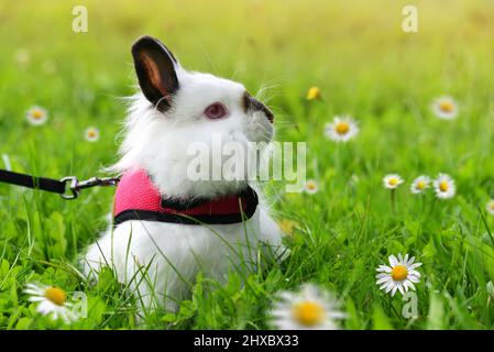 White Teddy rabbit in spring meadow with daisy flowers. Cute pet animal. Stock Photo