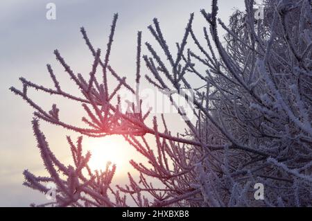 Hoarfrost on the branches of the tree. Winter nature background. Stock Photo