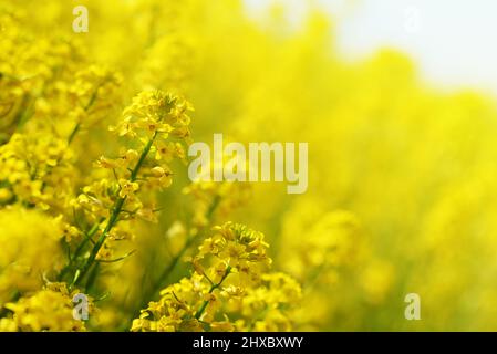 Yellow flower Barbarea vulgaris. Spring season. Stock Photo