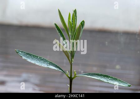 Olive leaves on a rainy day next to a window Stock Photo