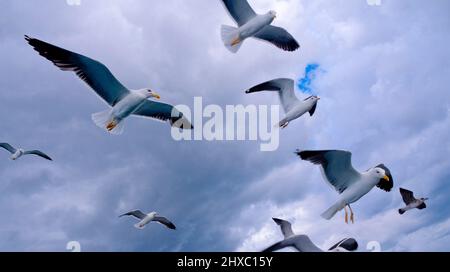 Flying Seagulls in a Cloudy Sky Stock Photo