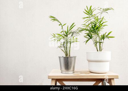 two small areca lutescens in white and stainless steel pots on unvarnished wooden stool Stock Photo