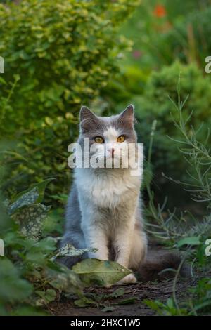 Cat enjoying the summer on the grass Stock Photo - Alamy