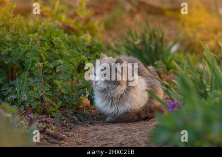 Curious dreaming cat lying in the garden. Lying cat in flowers. Beauty cat in nature and bright sunlight. Cheerful cat in summer landscape. Stock Photo