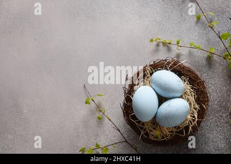 Easter blue eggs in nest and spring birch twigs on gray background. View from above. Copy space. Stock Photo