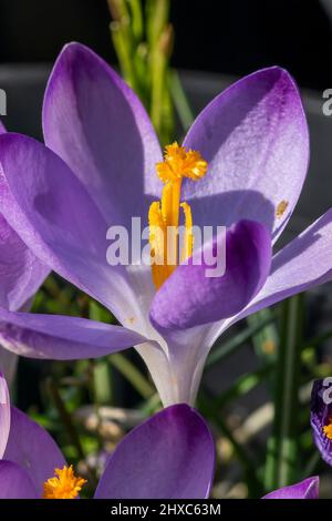 Crocus Sieberi subsp atticus 'Firefly' a spring bulbous flowering plant with a purple springtime flower, stock photo image Stock Photo