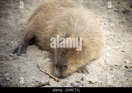 close up of a capybara in its enclosure in a zoo Stock Photo