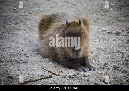 close up of a capybara in its enclosure in a zoo Stock Photo