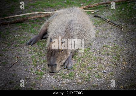 close up of a capybara in its enclosure in a zoo Stock Photo