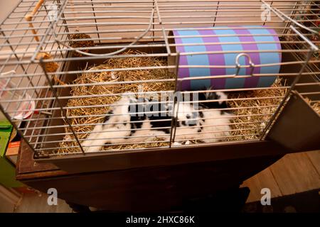 Lionhead Rabbit laid in Wire Cage Indoors Hook Norton Oxfordshire England uk Stock Photo Alamy