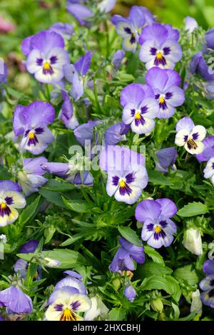 Blueberry Thrill Pansies have bicolor flowers of blues and yellow. Pansy Wittrockiana Blueberry Thrill Stock Photo