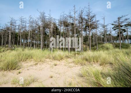 Newborough beach on Anglesey Ynys Mon North Wales uk Stock Photo