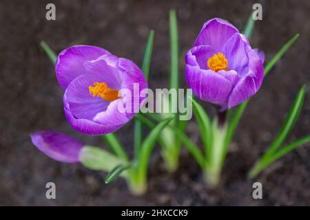 Purple Crocuses with delicate petals , yellow stamens  and bud, blooming purple crocuses in the garden, spring flowers macro, flower head, floral phot Stock Photo