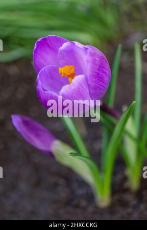 Purple Crocus with delicate petals , yellow stamens and bud , blooming purple crocuses in the garden, spring flowers macro, flower head, floral photo, Stock Photo