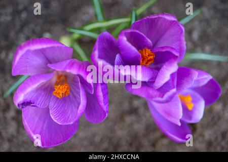 Purple Crocuses with delicate petals  and yellow stamens , blooming purple crocuses in the garden, spring flowers macro, flower head, floral photo, ma Stock Photo