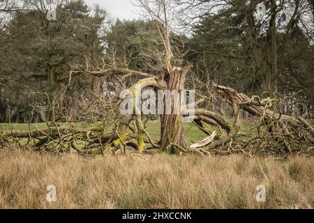 Old tree damaged by a storm in parkland Stock Photo