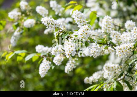 A bird-cherry tree in bloom. Prunus padus, known as bird cherry, hackberry, hagberry, or Mayday tree Stock Photo