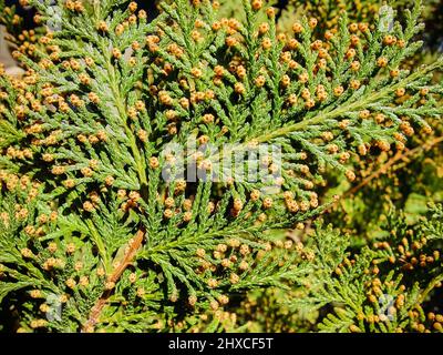 Green branches of thuja with yellow buds. Abstract natural background. Close-up.  Selective focus. Stock Photo