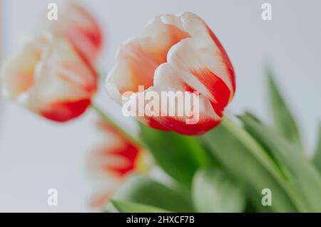 Shallow depth of field close up delicate of red white tulip in bouquet on white background Stock Photo