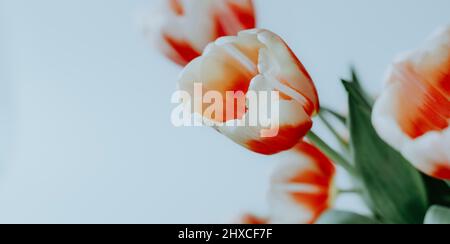 Shallow depth of field close up delicate of red white tulip in bouquet on white background Stock Photo