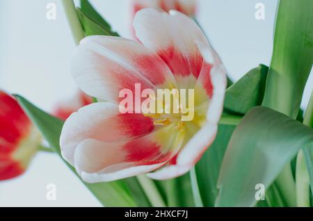 Shallow depth of field close up delicate of red white tulip in bouquet on white background Stock Photo