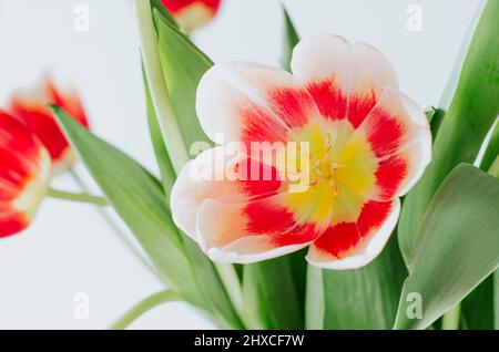 Shallow depth of field close up delicate of red white tulip in bouquet on white background Stock Photo