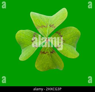Four leaf clover isolated on green background Stock Photo