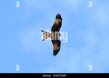 A red kite soars overhead in this photo taken on a bright winter day in Hampshire Stock Photo