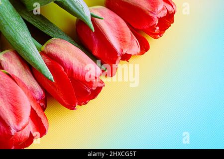 Spring still life of red tulips on a pastel textured background. Stock Photo