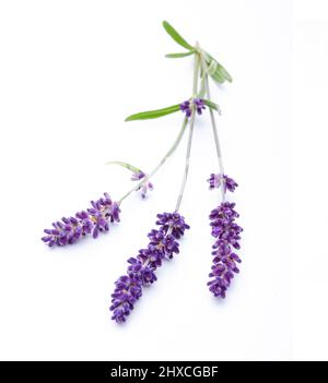 Lavender flowers isolated on white background Stock Photo