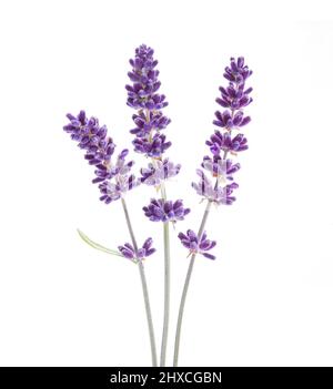 Lavender flowers isolated on white background Stock Photo