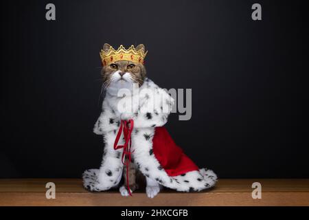 cute cat wearing royal kitty king outfit costume with golden crown and red ermine coat on black background with copy space Stock Photo