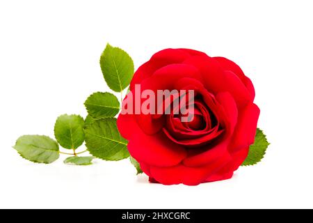 Red rose isolated on white background Stock Photo