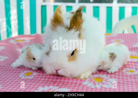 Baby bunnies with their dad during Easter holiday Stock Photo