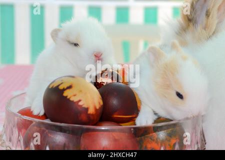 Antique colored Easter eggs with cute baby bunnies Stock Photo