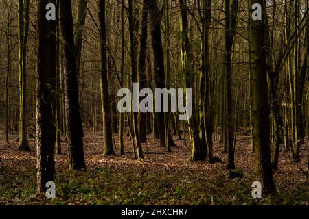 forest in the summer, soil covered with wild grass Stock Photo