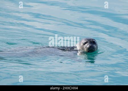 Common seal (Phoca vitulina) swims in the turquoise waters of Jökulsárlón glacial lagoon, Vatnajökull National Park, Iceland Stock Photo