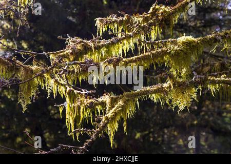 Hanging Mosses growing on tree branches in the Whinlatter Forest, Lake District, England Stock Photo