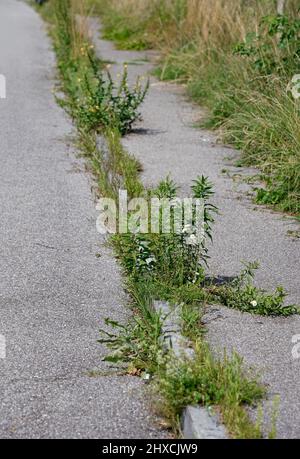 Germany, Bavaria, Upper Bavaria, road, sidewalk, verge, weed grows through tar surface Stock Photo