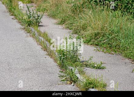 Germany, Bavaria, Upper Bavaria, road, sidewalk, verge, weed grows through tar surface Stock Photo