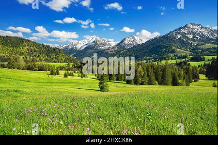 Spring in the Allgäu near Unterjoch. View into the Tannheimer valley. Green meadows and forests in front of snow covered mountains under blue sky. Bavaria, Germany, Tyrol, Austria, Europe Stock Photo