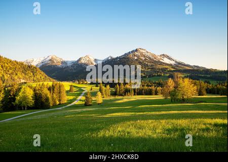 Sunset in the Allgäu Alps on a sunny spring day. View into the Tannheimer valley with Rohnenspitze, Ponten and Kühgundkopf. Green meadows, forests and snow-covered mountains. Bavaria, Germany, border area Tyrol, Austria, Europe Stock Photo