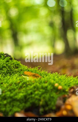yellow beech leaf on moss, abstract circular bokeh Stock Photo